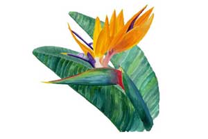 Watercolor illustration for card